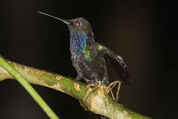 Image of Napo Sabrewing