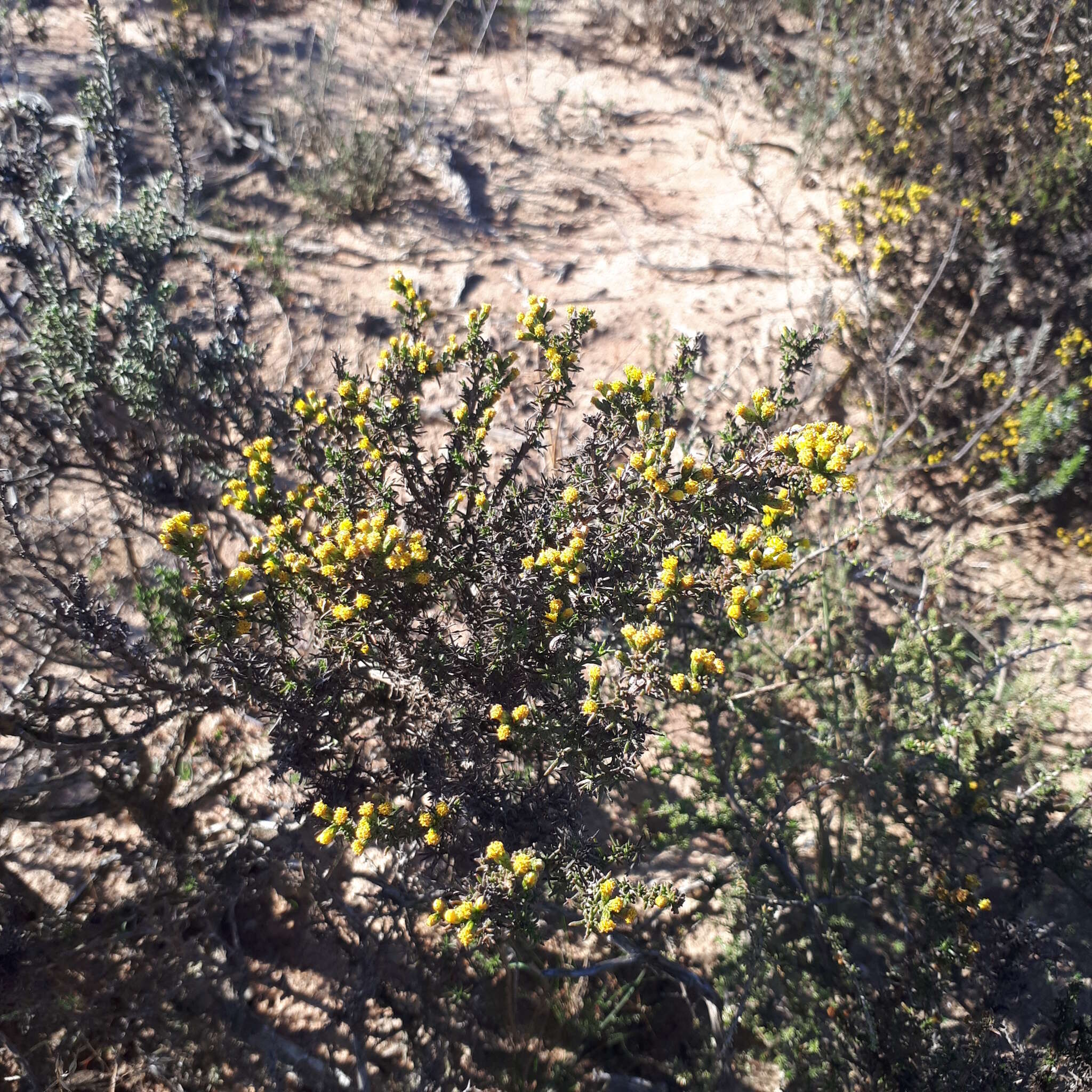 Imagem de Marasmodes oligocephala DC.