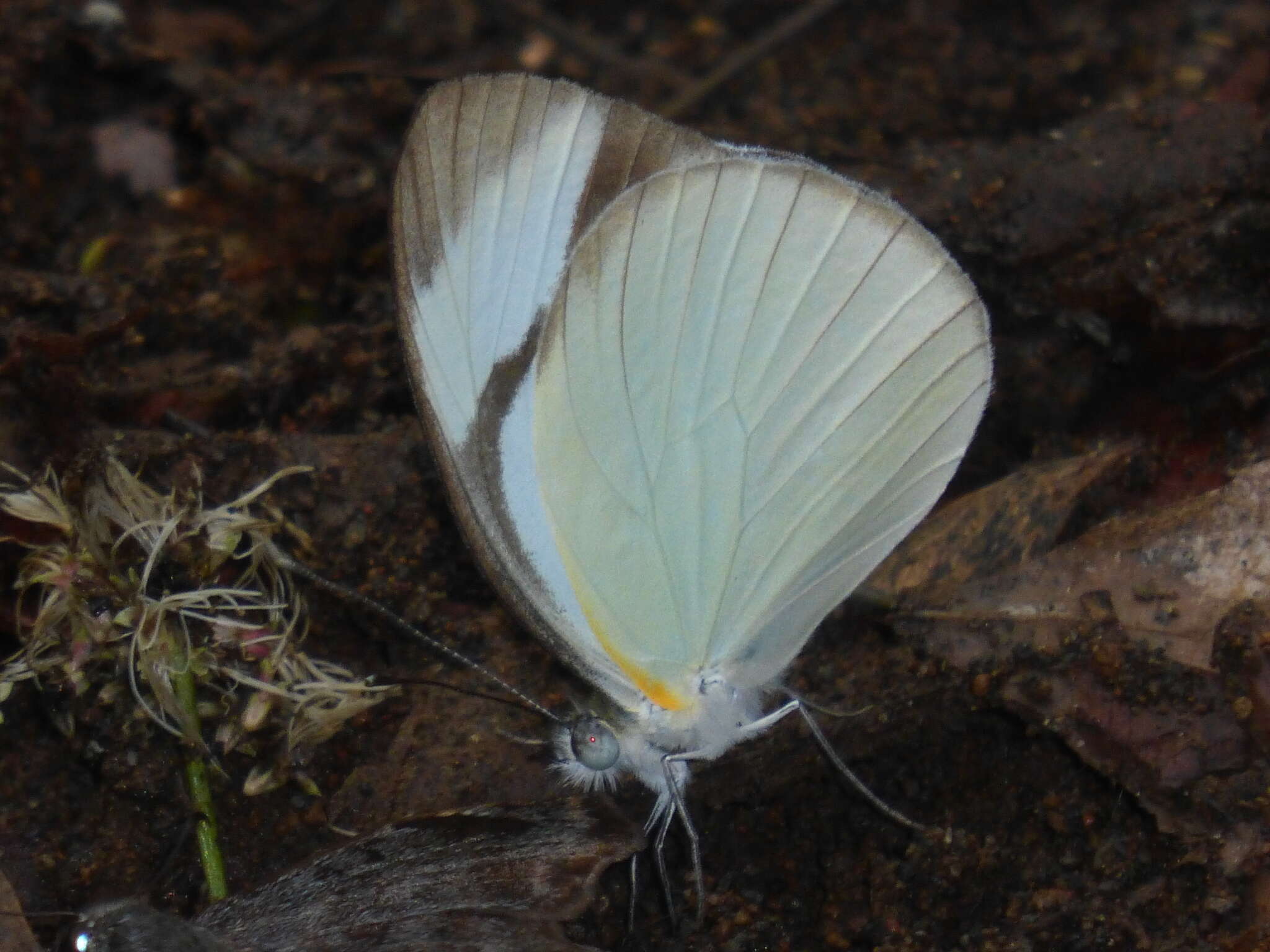 Image of <i>Itaballia demophile centralis</i>