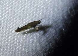 Image of Caloptilia belfragella (Chambers 1875)