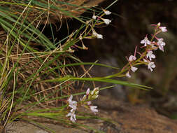 صورة Disa oreophila subsp. oreophila