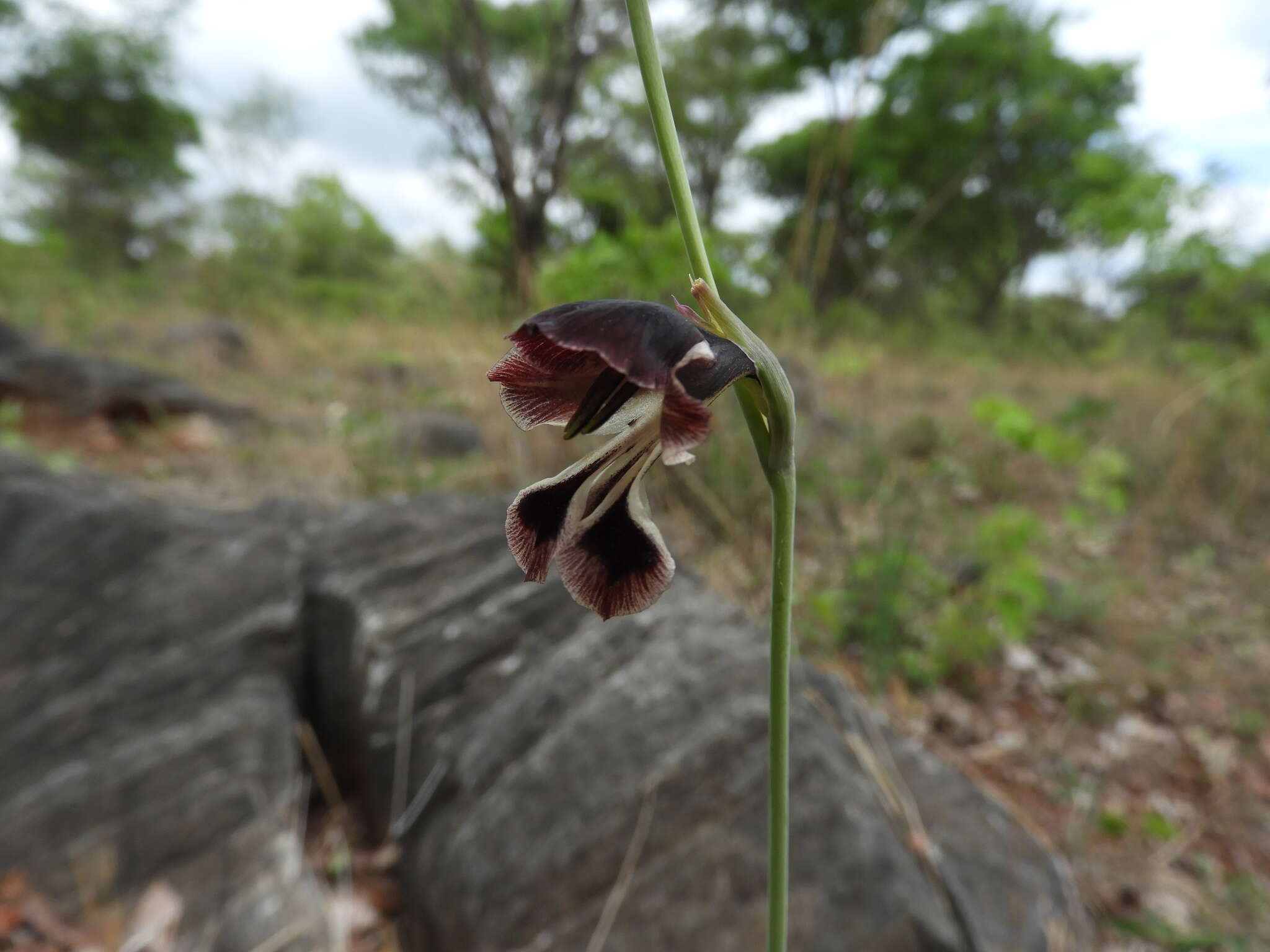 Image of Gladiolus atropurpureus Baker