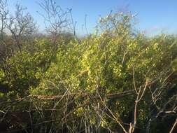 Image of Galápagos leatherleaf