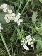 Achillea ptarmicoides Maxim. resmi