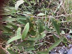 Image of Callicarpa dolichophylla Merr.