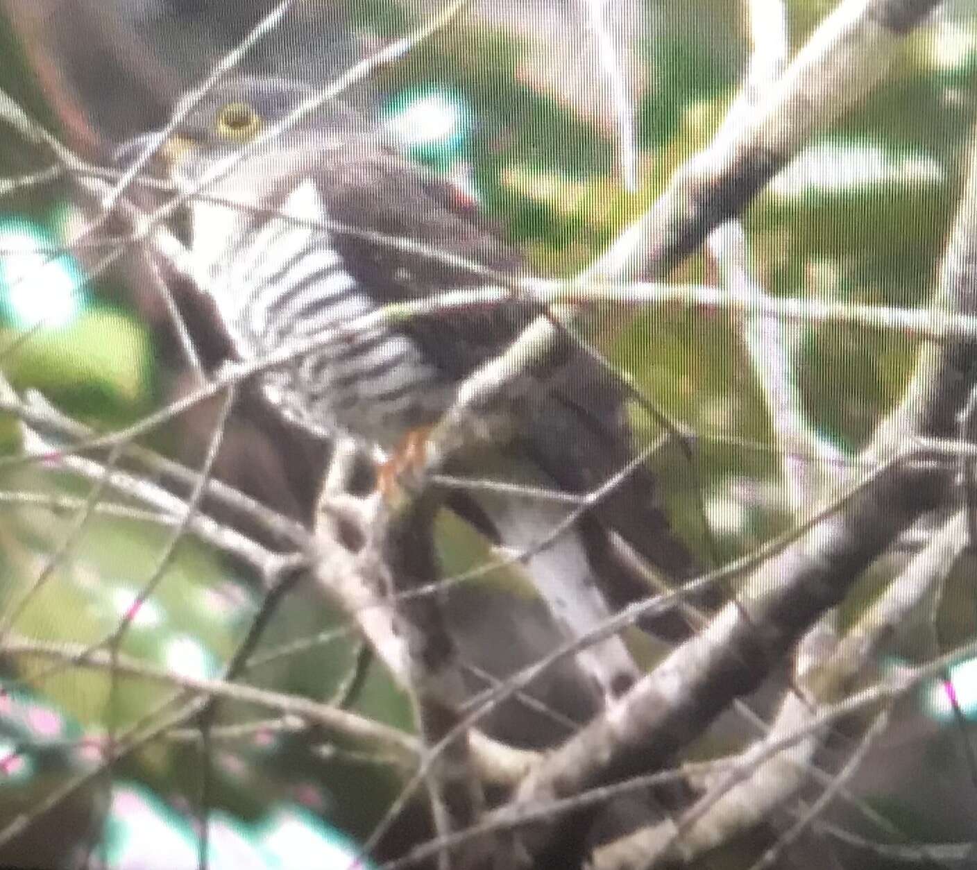 Image of Indian Cuckoo