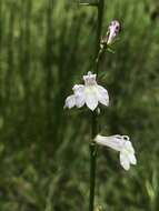 Sivun Lobelia floridana Chapm. kuva