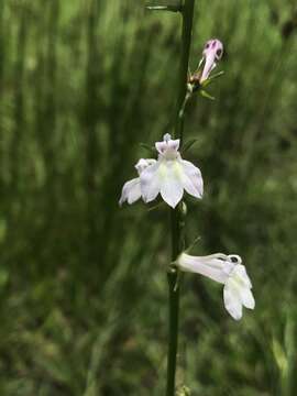 صورة Lobelia floridana Chapm.