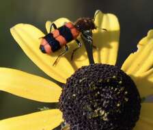 Image of Trichodes apivorus Germar 1824