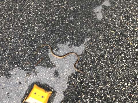 Image of Faded Black-striped Snake