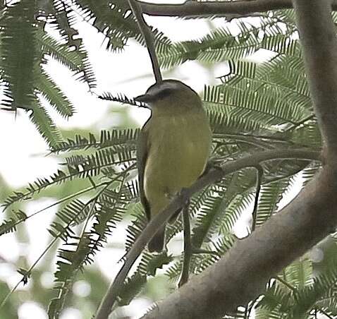 Image of Brown-capped Tyrannulet