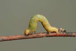 Image of Peratophyga crista Jiang, Xue & Han