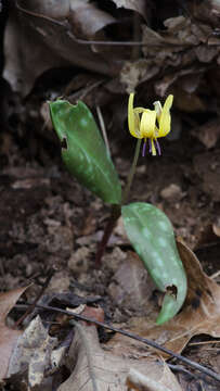 Image of dimpled troutlily