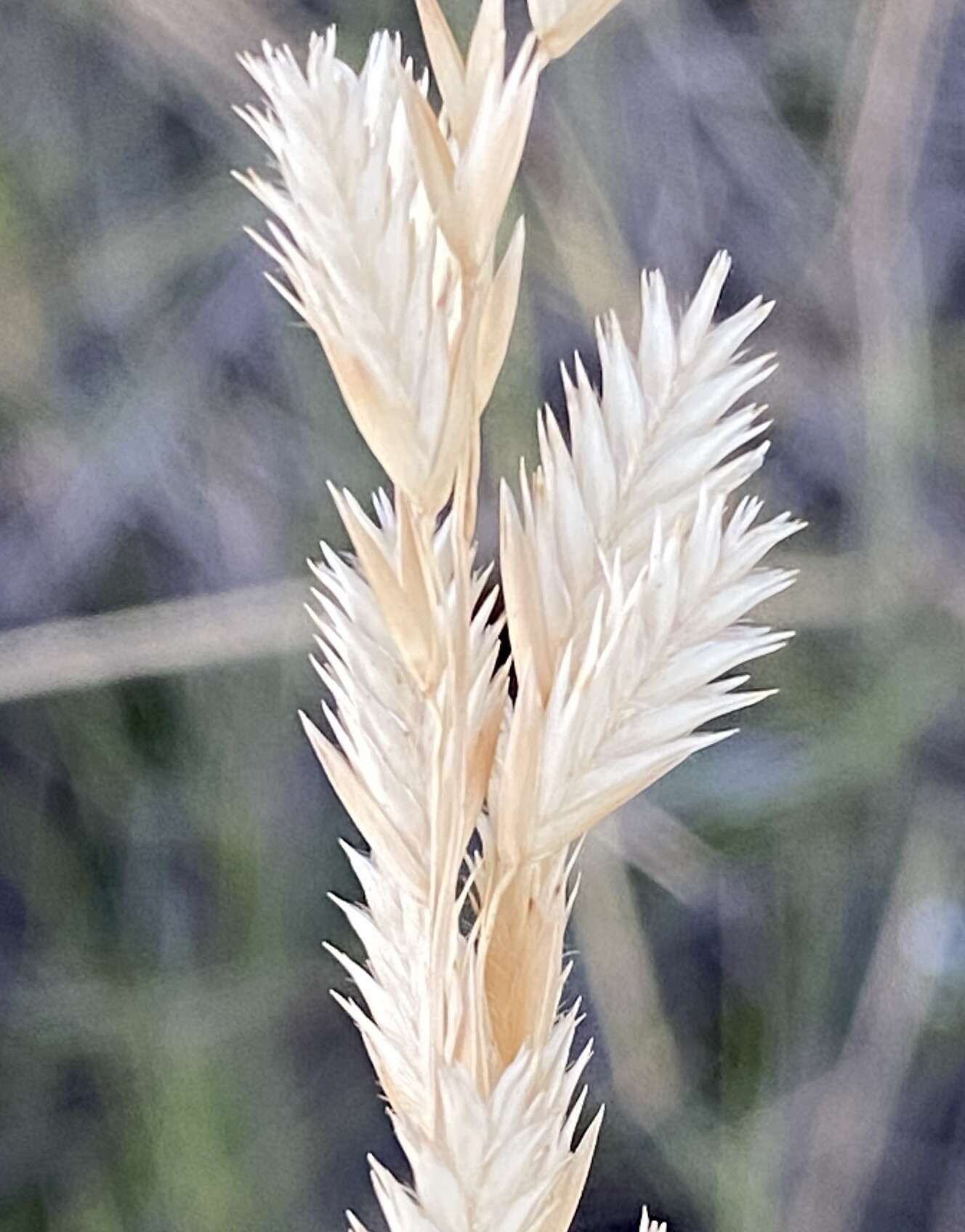 Plancia ëd Triodia wiseana C. A. Gardner