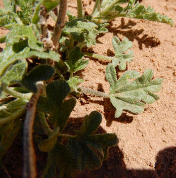 Image of scarlet globemallow