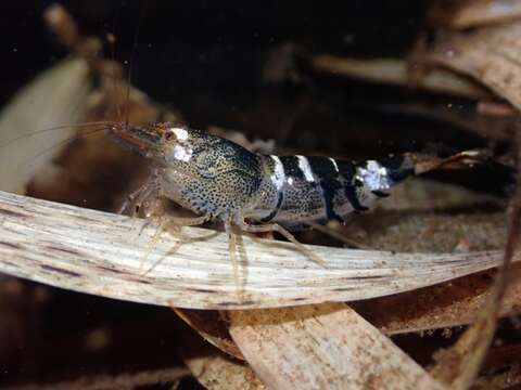 Image of <i>Caridina logemanni</i>