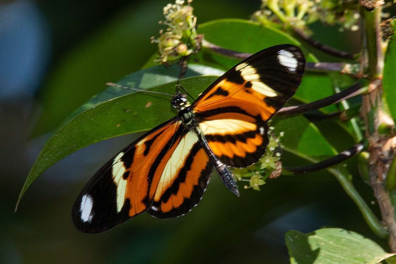 Image of Heliconius ethilla Latreille & Godart 1819