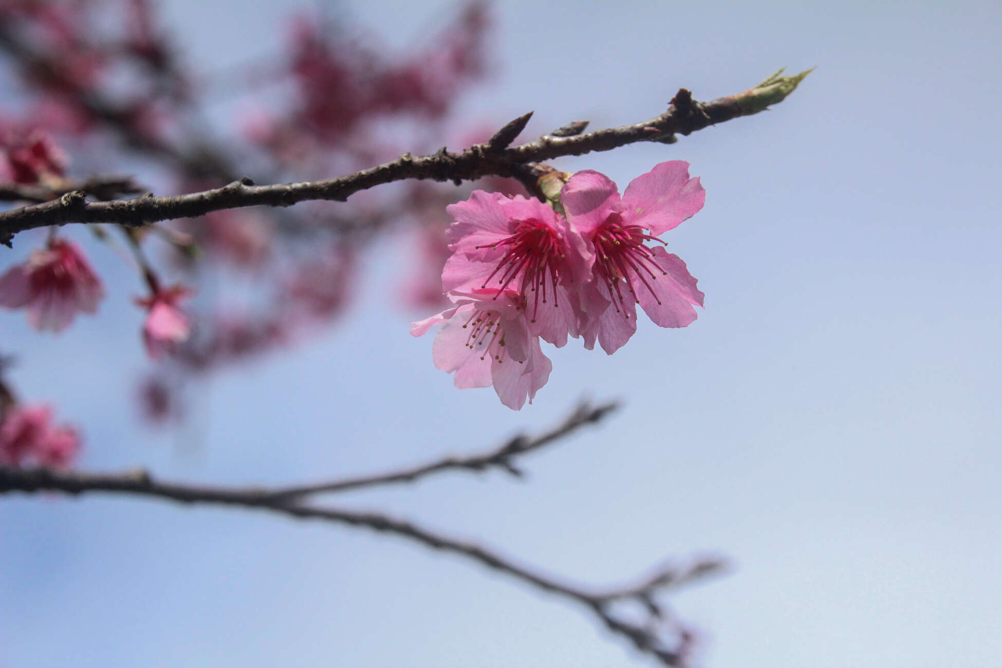 Image of Japanese flowering cherry