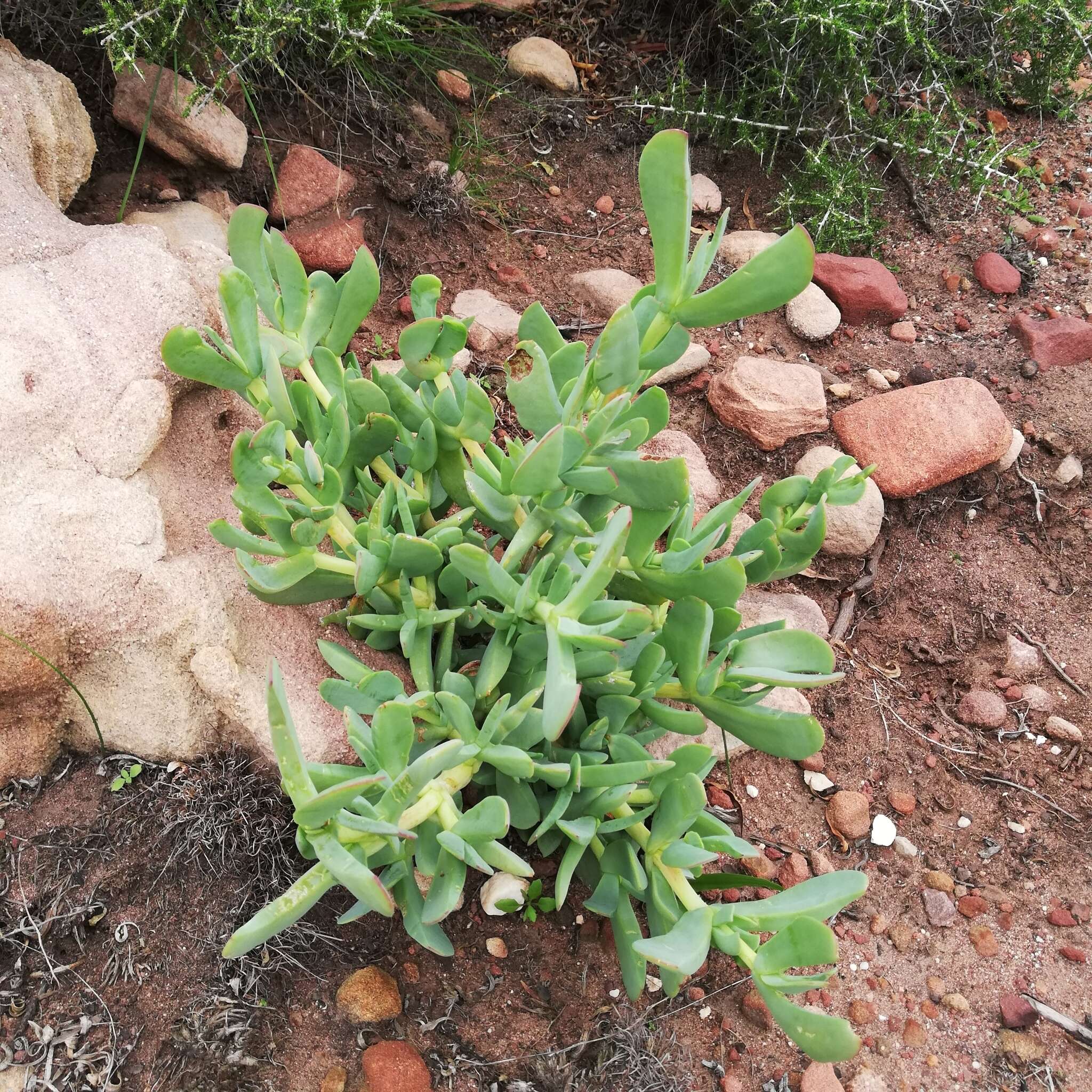 Image of Ruschia maxima (Haw.) L. Bol.