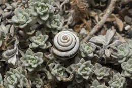 Image of Trochoidea pyramidata (Draparnaud 1805)