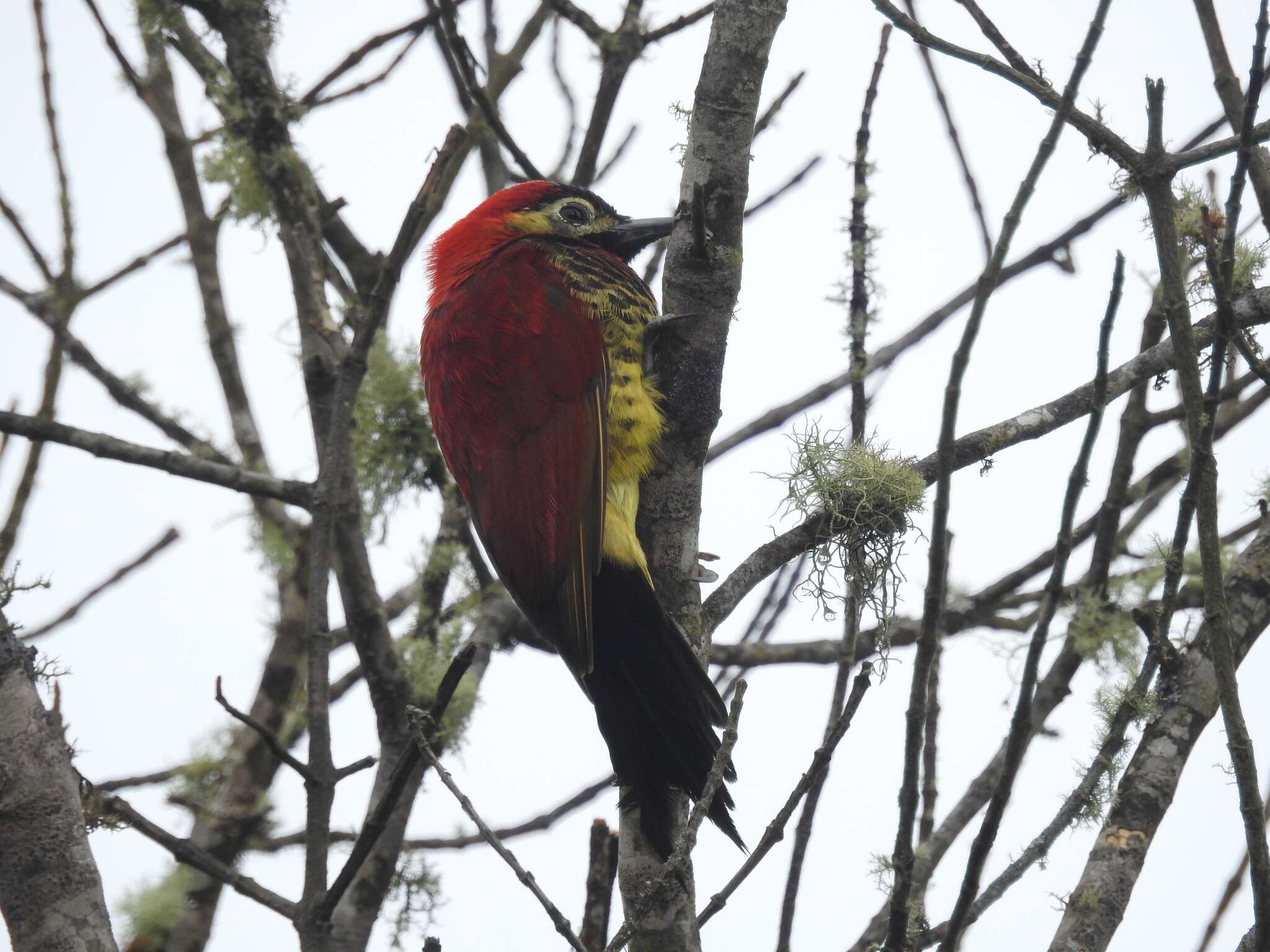 Image of Crimson-mantled Woodpecker