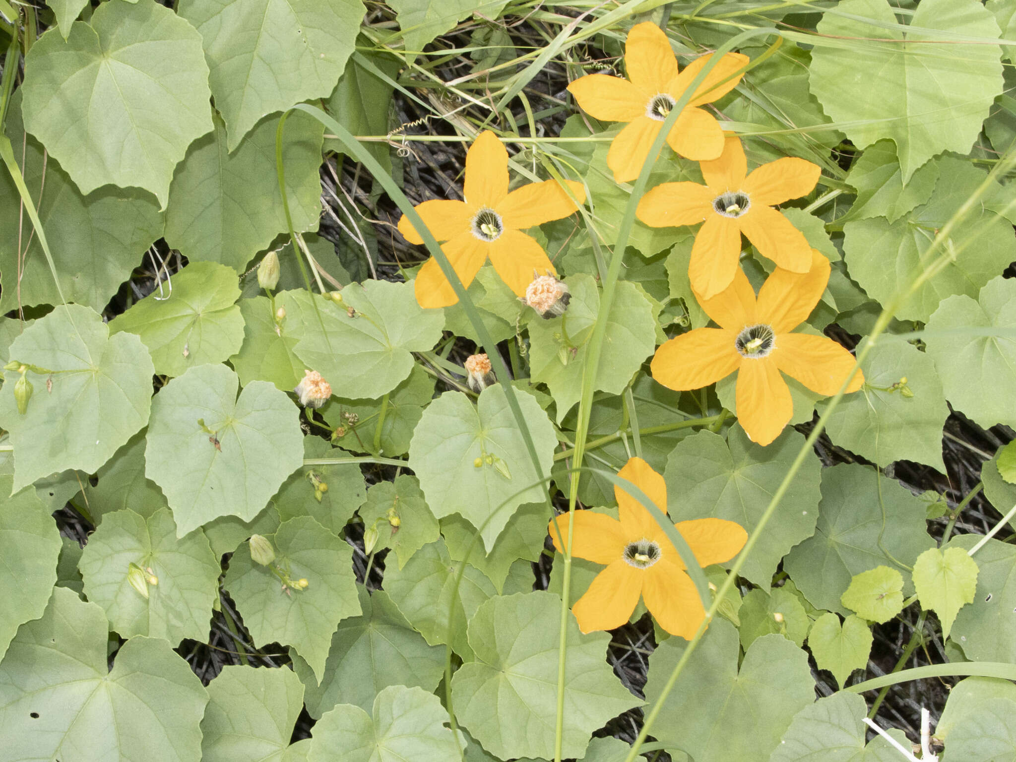 Image of Momordica humilis (Cogn.) C. Jeffrey