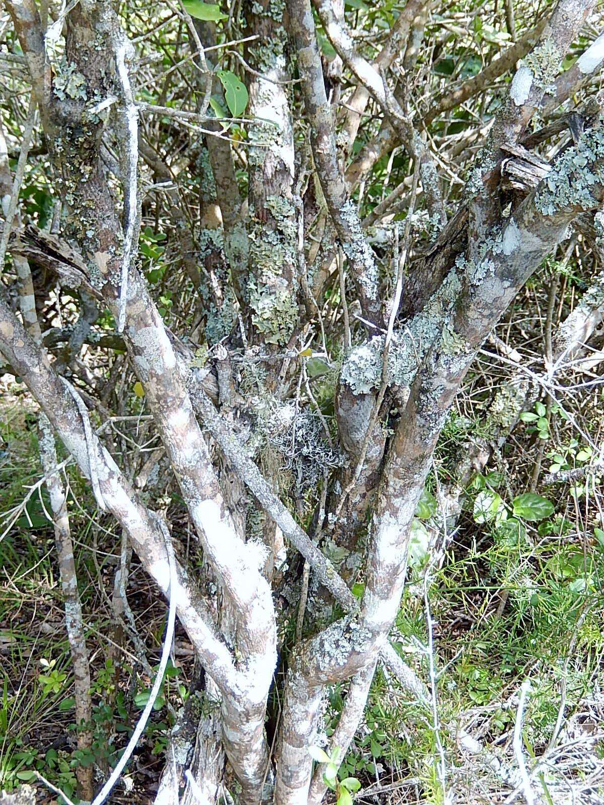 Image de <i>Clausena <i>anisata</i></i> var. anisata