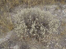 Image of Wool bush