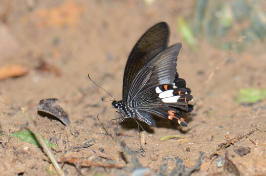 Papilio helenus Linnaeus 1758 resmi