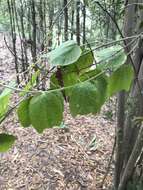 Imagem de Passiflora bogotensis Benth.