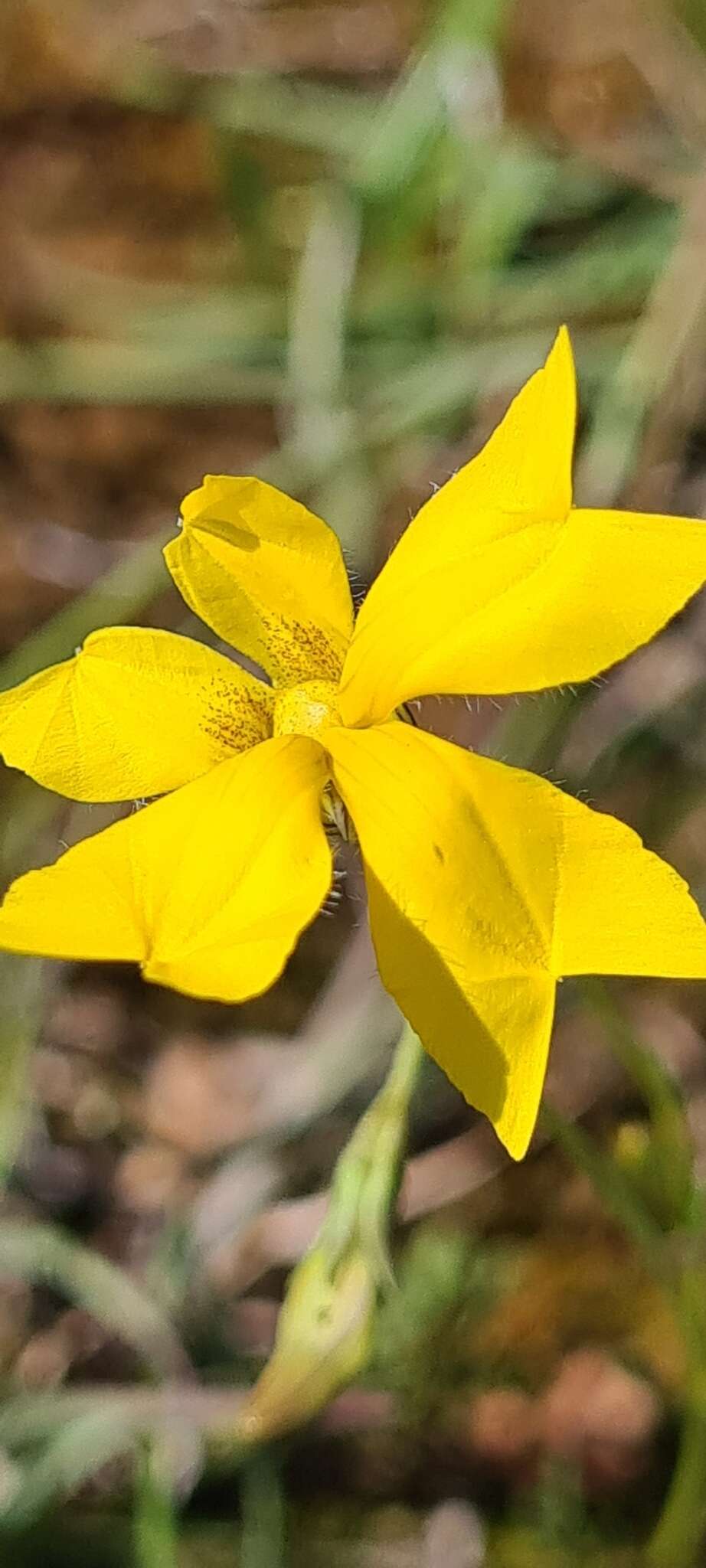 Image of Goodenia pinnatifida Schltdl.