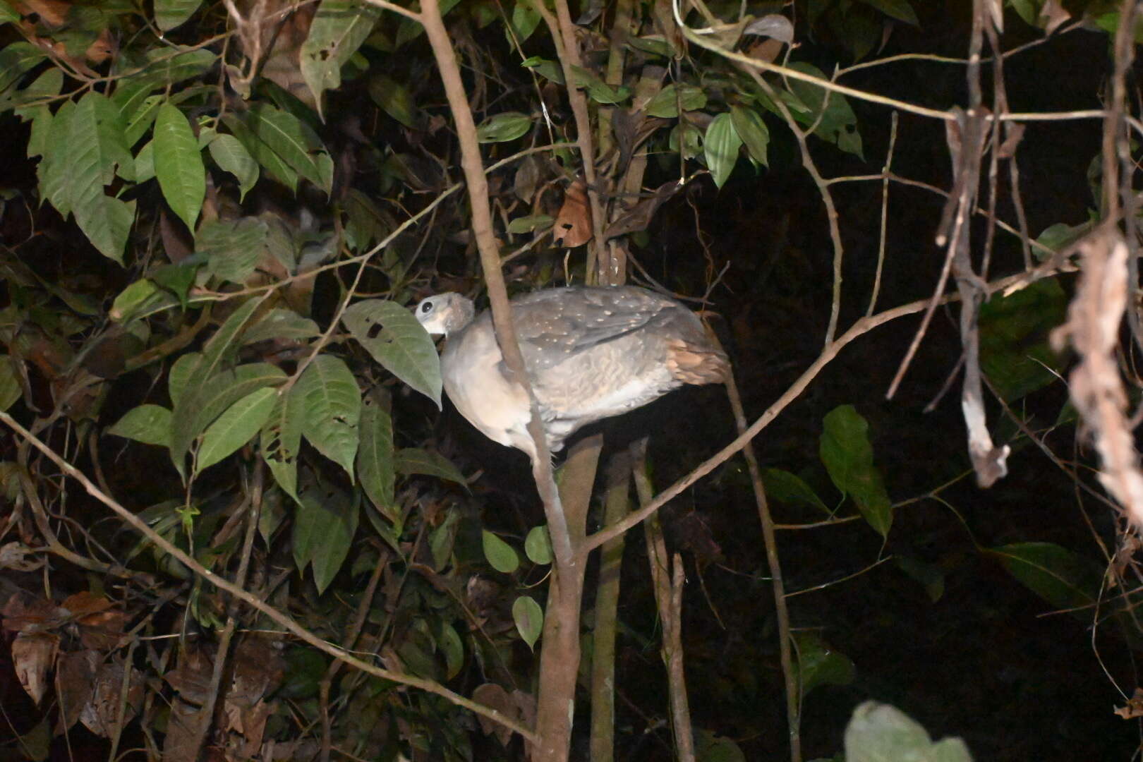 Image of White-throated Tinamou