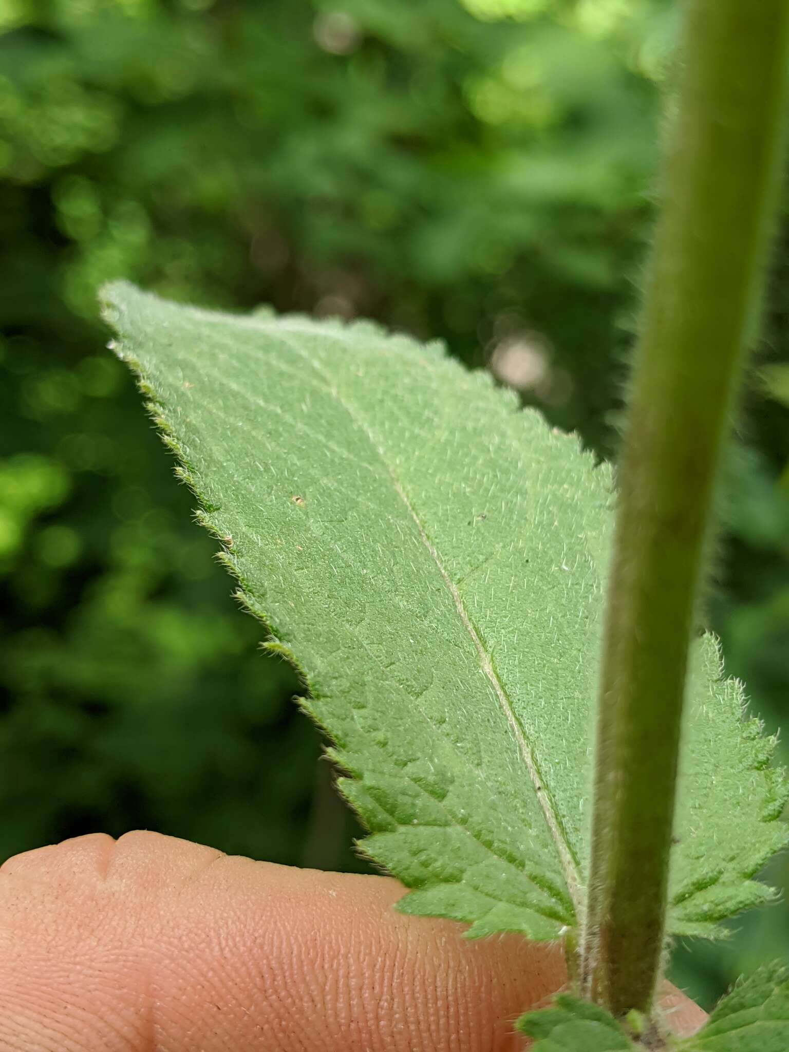 Image de Stachys pilosa var. pilosa