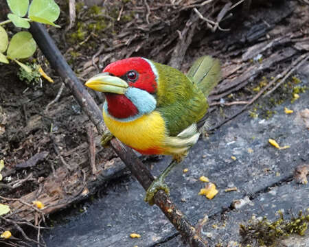 Image of Blue-moustached Barbet