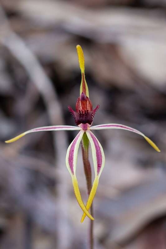 Caladenia arrecta Hopper & A. P. Br. resmi