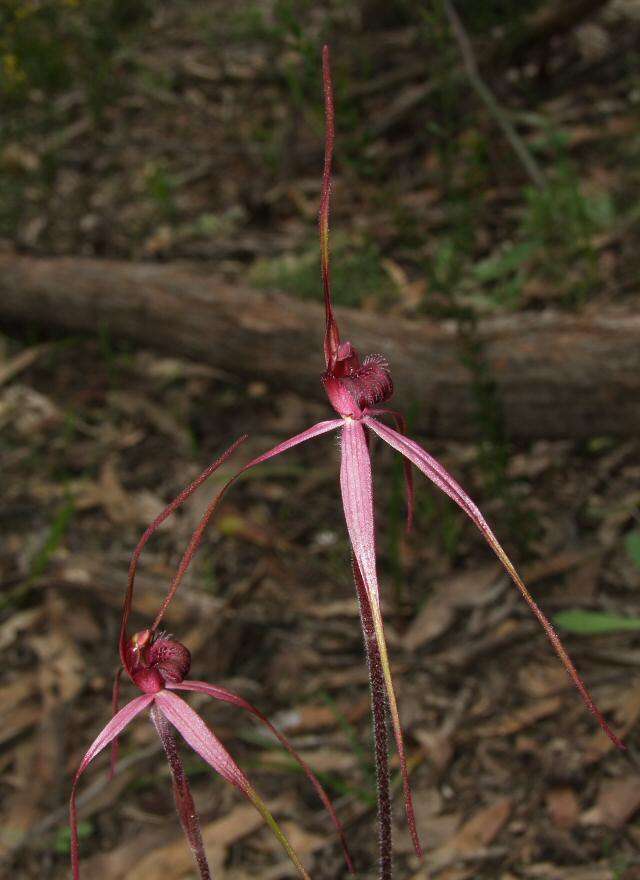 Image of Caladenia clavescens (D. L. Jones) G. N. Backh.