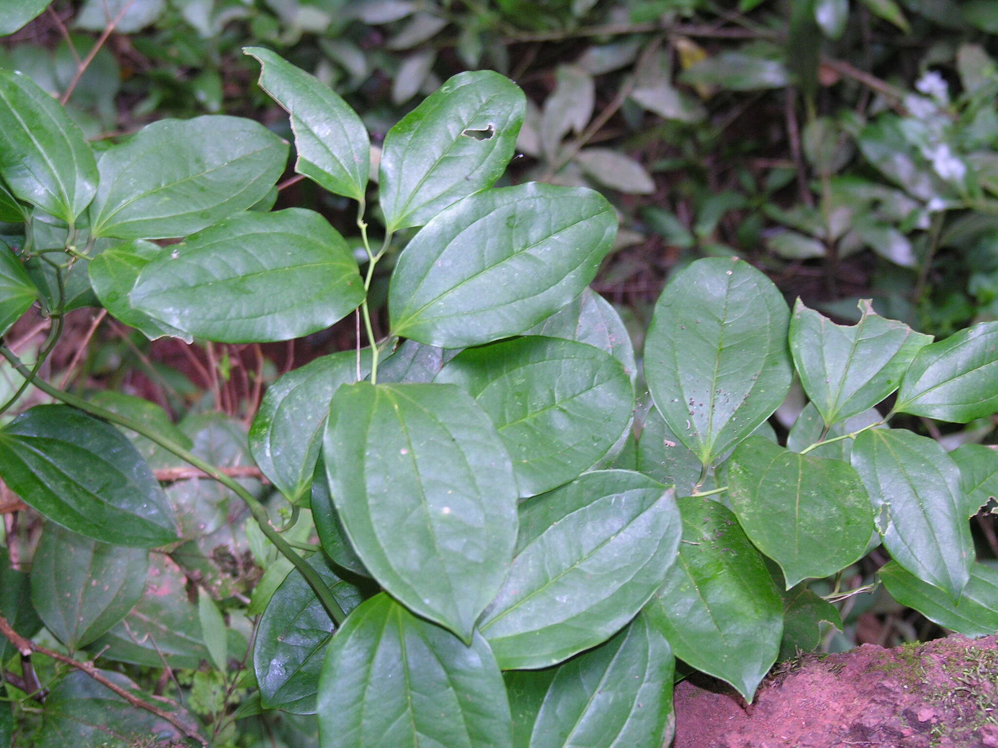 Image de Smilax canariensis Willd.