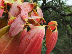 Imagem de Cinnamomum sulphuratum Nees