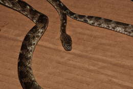 Image of Brazilian Spotted Night Snake