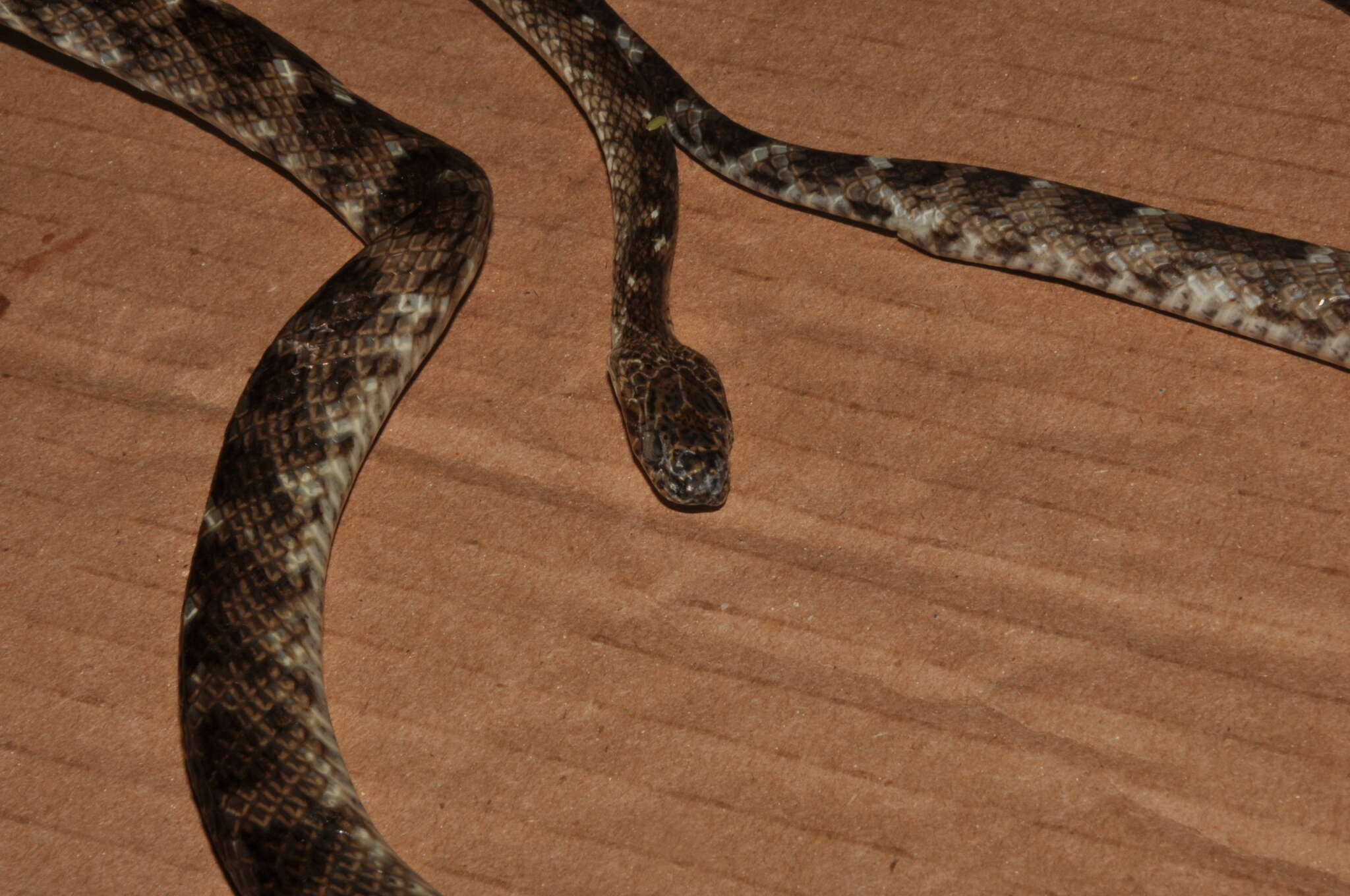 Siphlophis longicaudatus (Andersson 1901) resmi