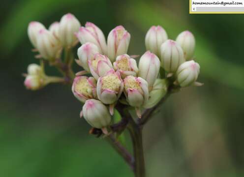 Plancia ëd Syneilesis aconitifolia (Bunge) Maxim.