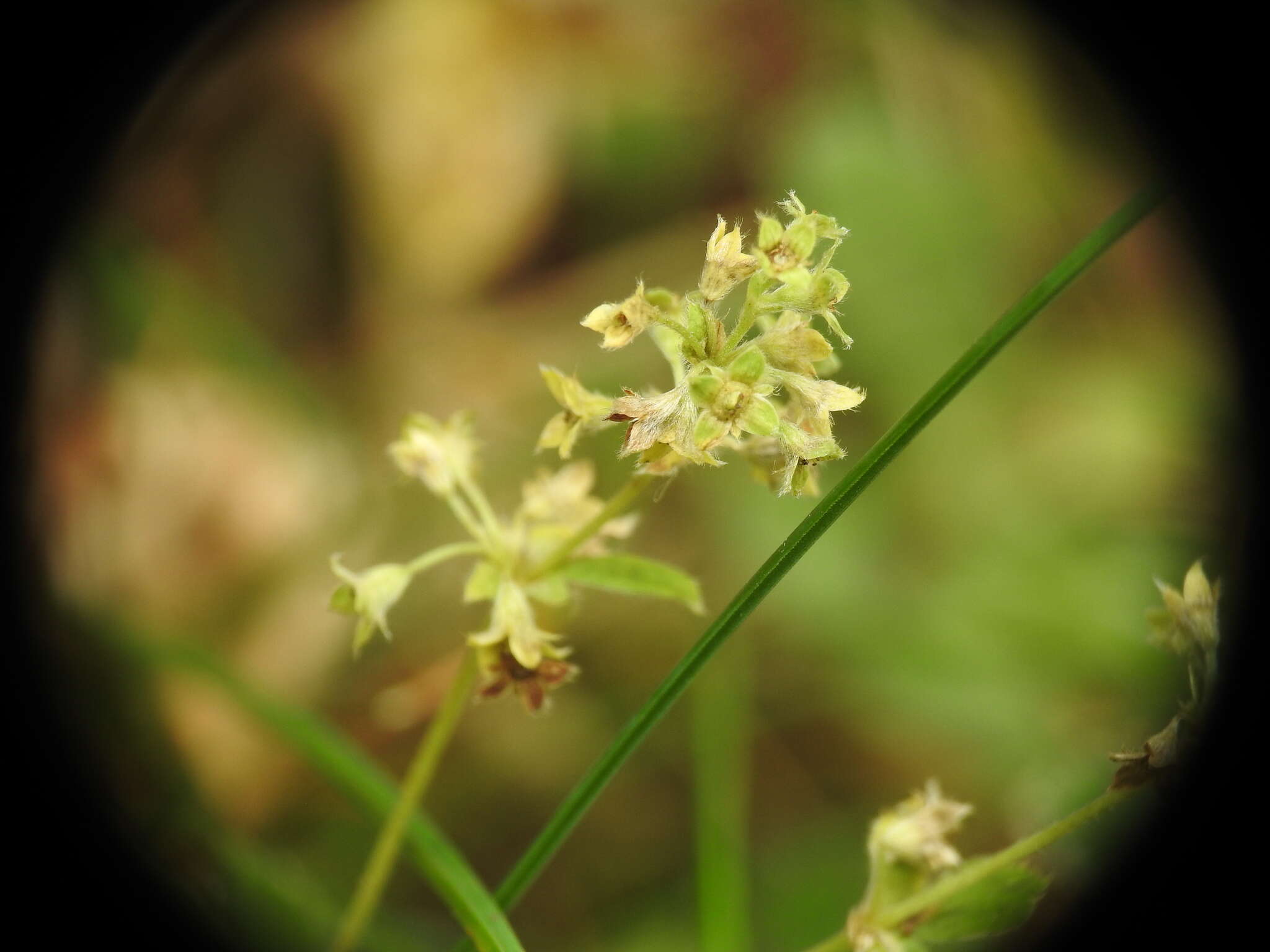 Image of Alchemilla alpigena Hegi