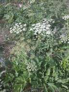 Image of Heracleum grandiflorum Stev. ex Bieb.