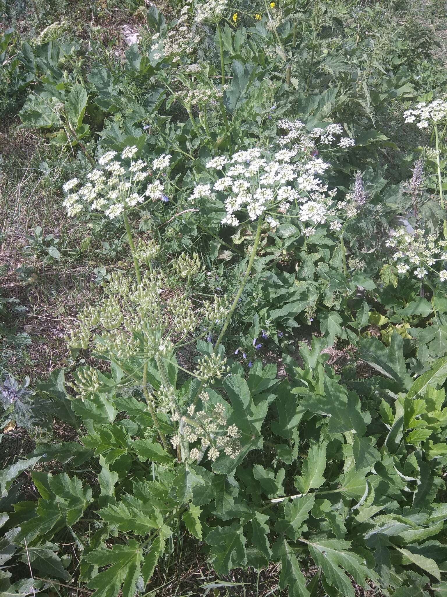 Image of Heracleum grandiflorum Stev. ex Bieb.