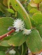 Image of Hakea elliptica (Sm.) R. Br.