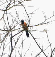 Image of Orange-backed Oriole