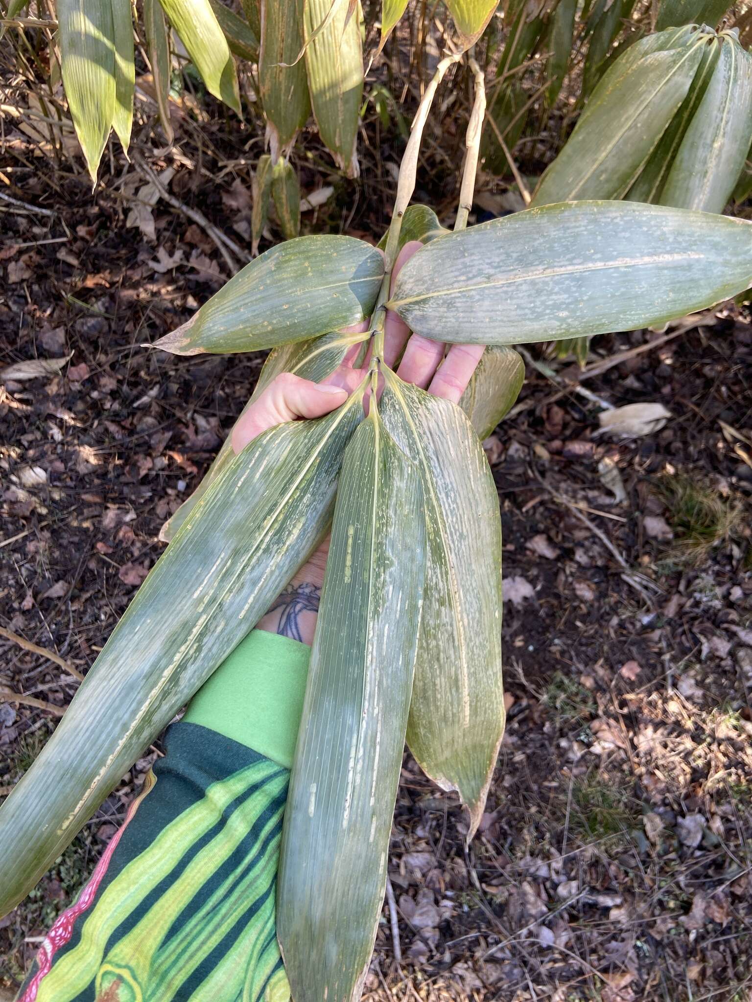 Image of broadleaf bamboo