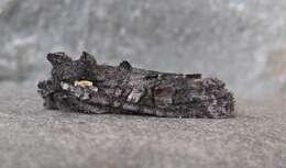 Image of Plush-naped Pinion