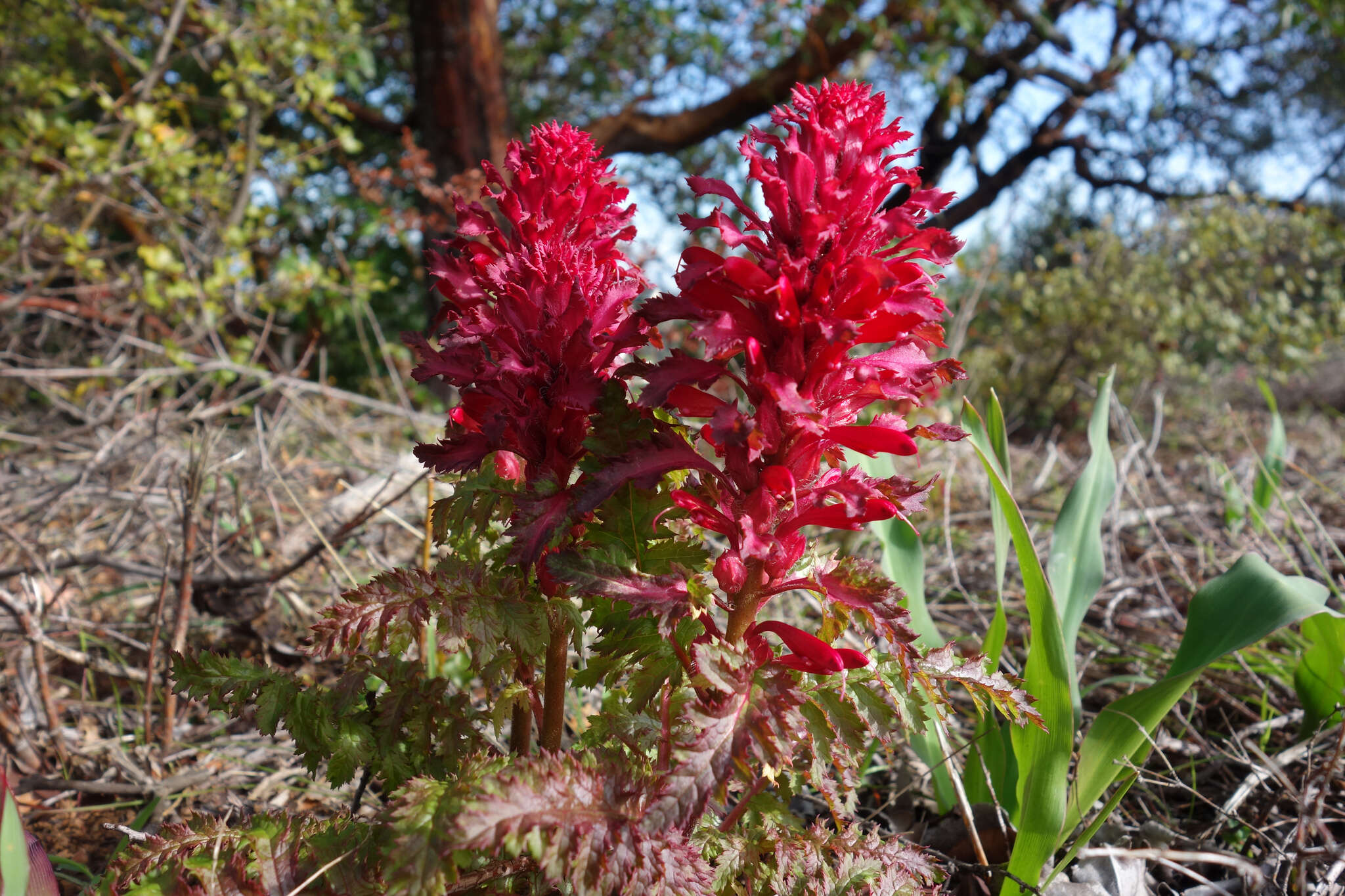 Слика од Pedicularis densiflora Benth.