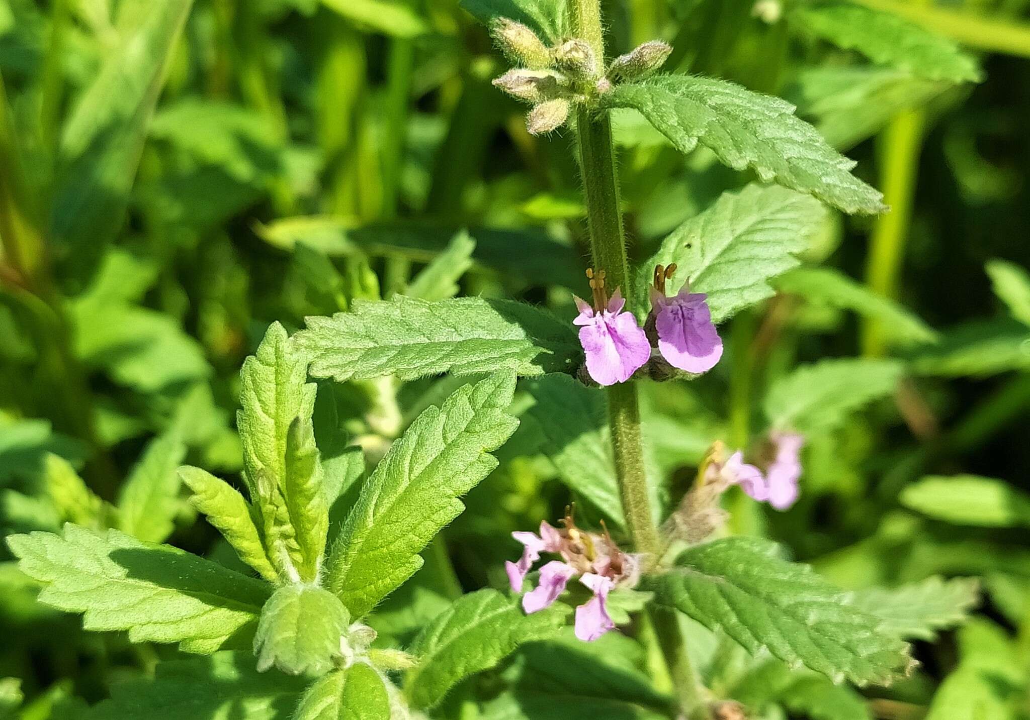 Image of Water germander